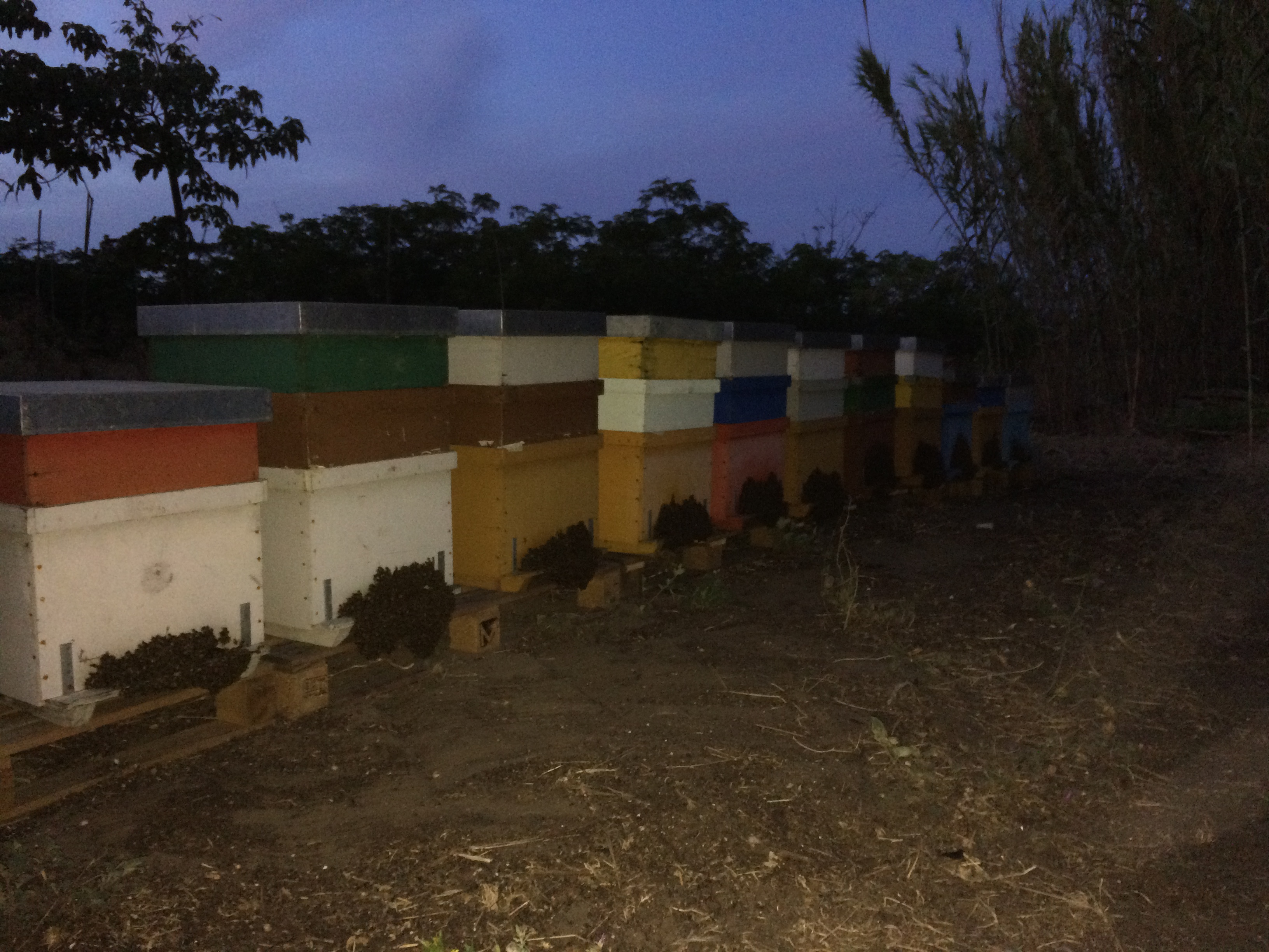 Apicoltura Nomade in Sicilia